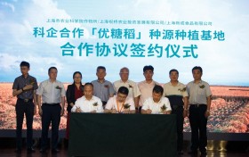 科企合作 “优糖稻”将在上海推广千亩种植